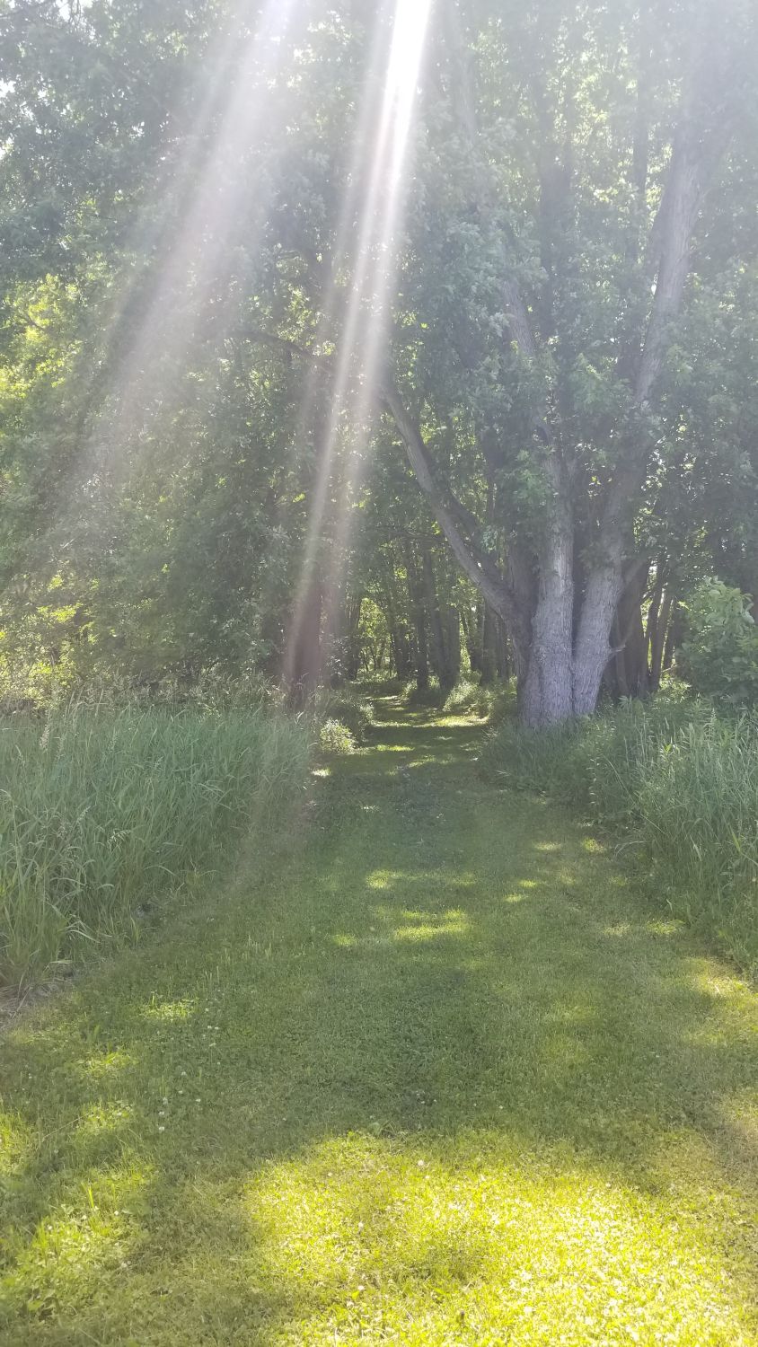 Oak Ridge Forest Preserve 